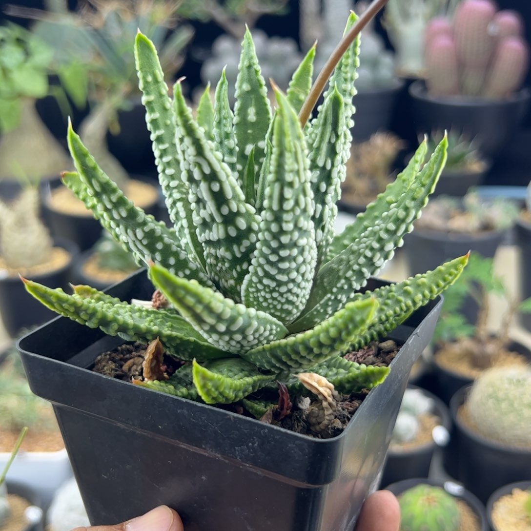 钱型泪珠12+一物一拍