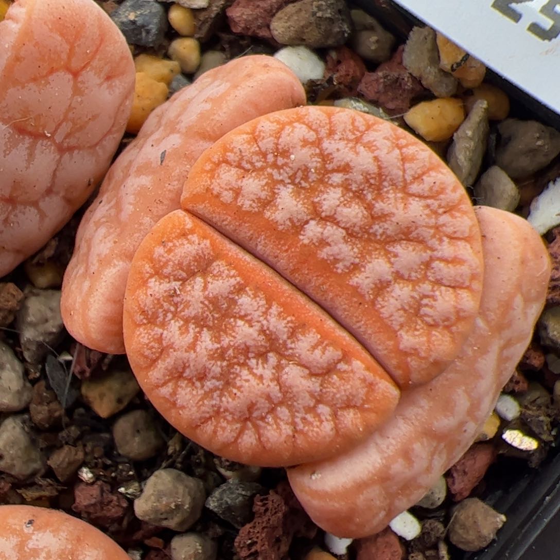 0876号 拿铁 多肉植物