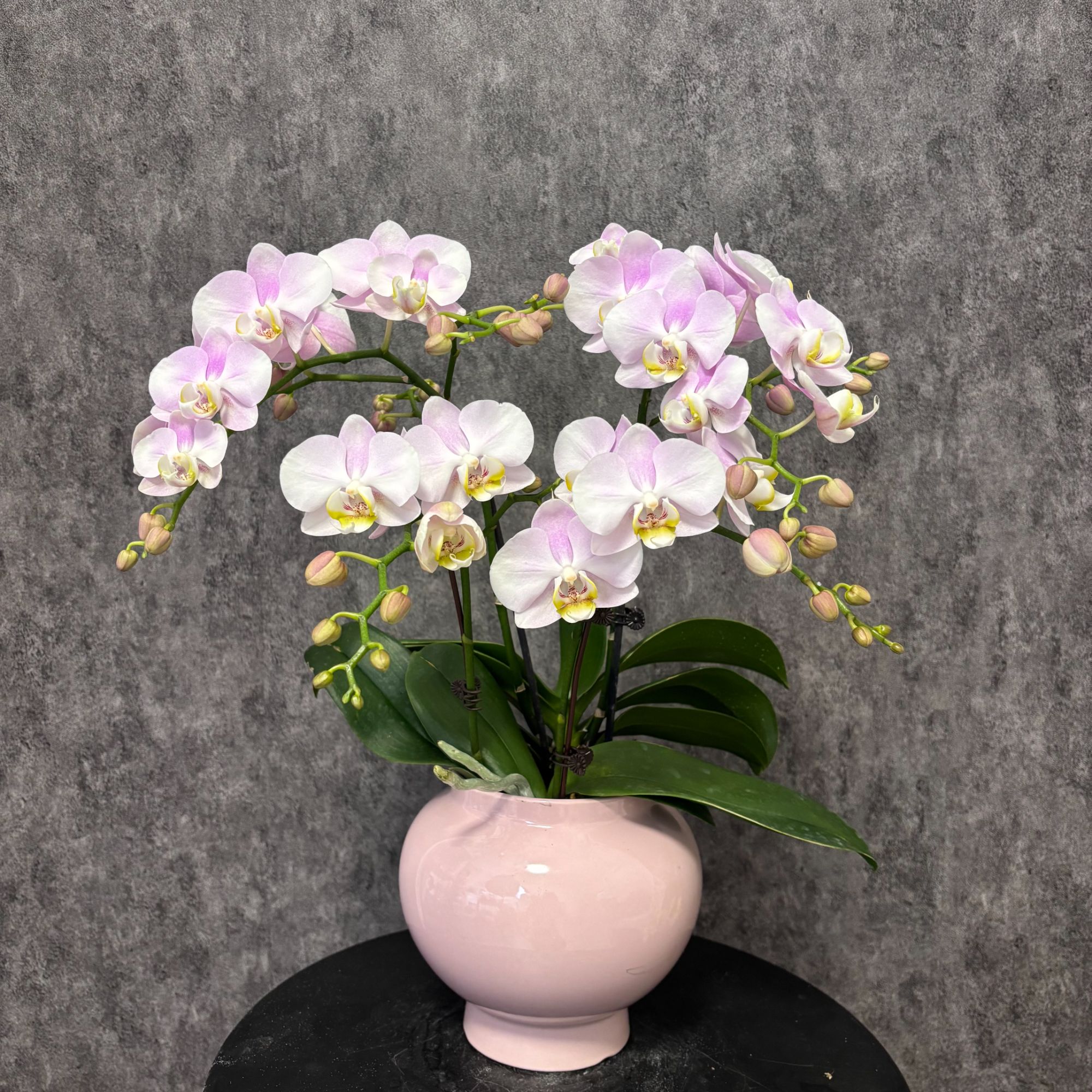 【天使-蝴蝶兰】高端鲜花 定制款 易养花期长 送礼 家居摆件
