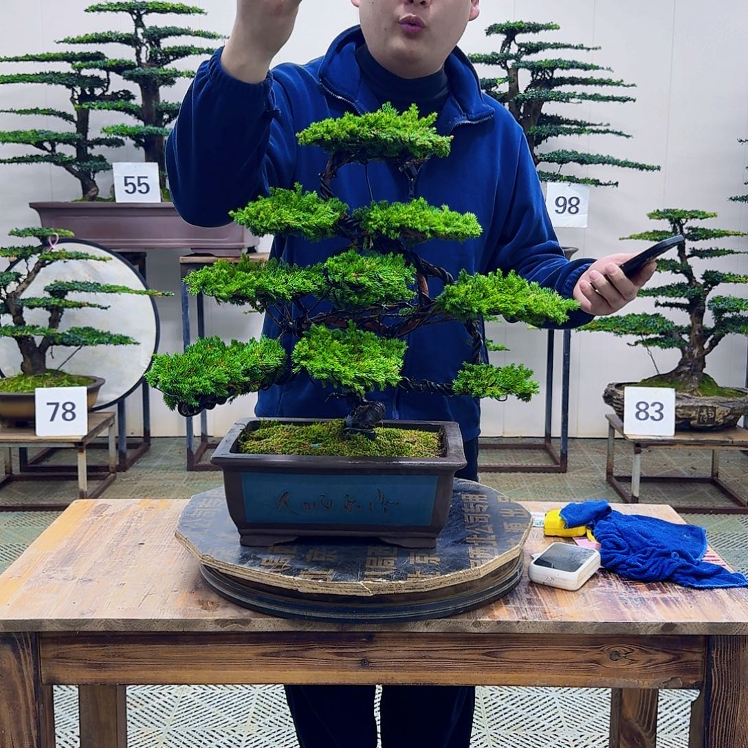 无花朵柏树造型盆景