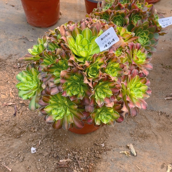 兰*454韶华法师多肉断枝不售后