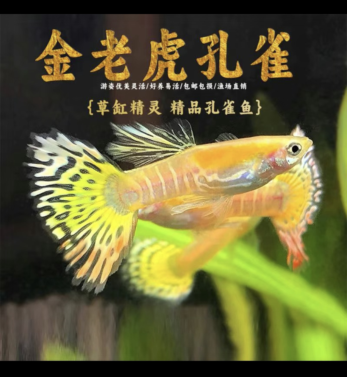 金老虎孔雀鱼淡水热带观赏鱼好养耐活