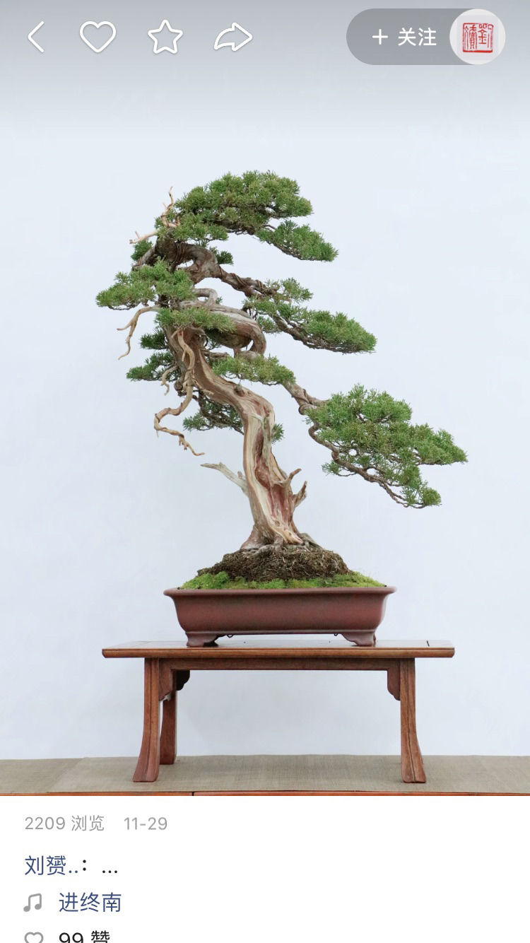 雀梅盆景，直播间报价为主，一树一价