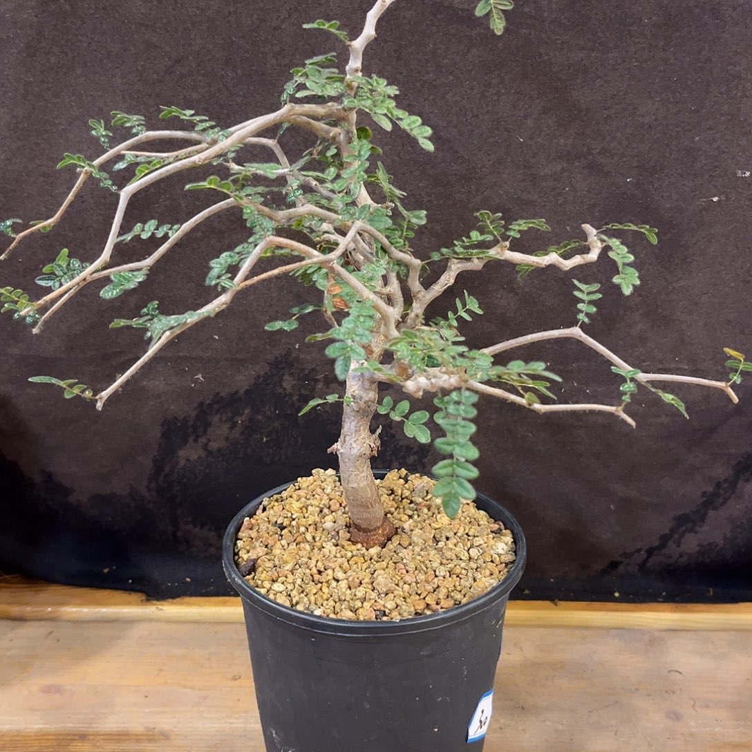 汤圆植物滔天橄榄6