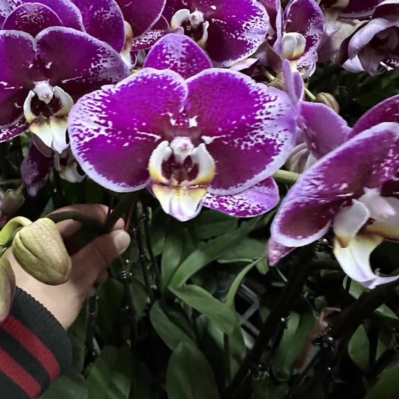 蝴蝶兰【大财主】大花  室内花花 广州基地直发