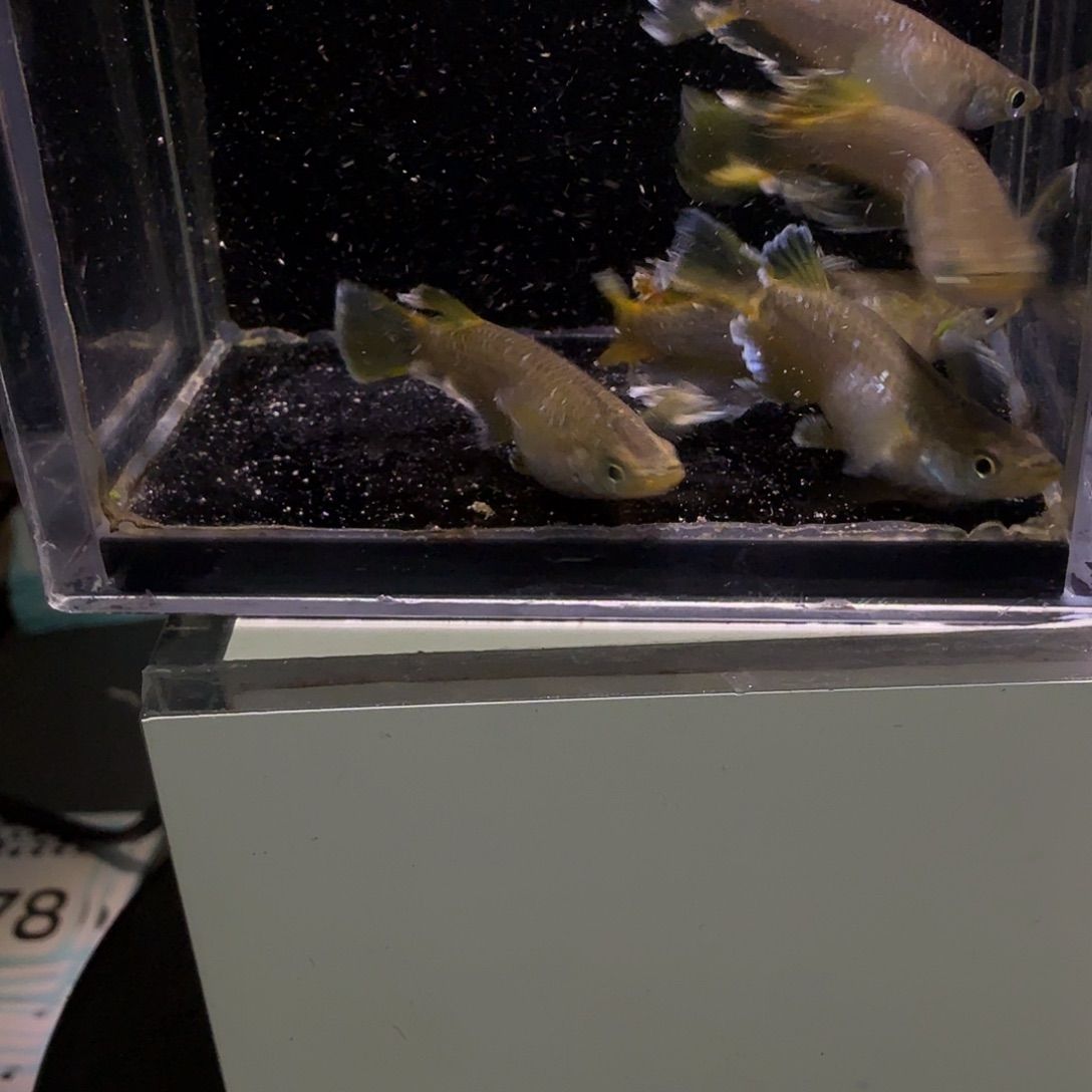 青鳉鱼一物一拍378