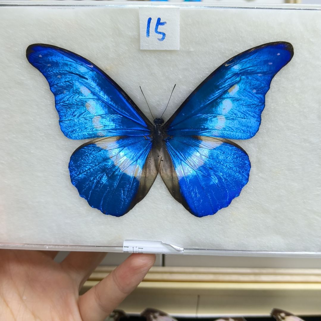 真蝴蝶标本一物一拍