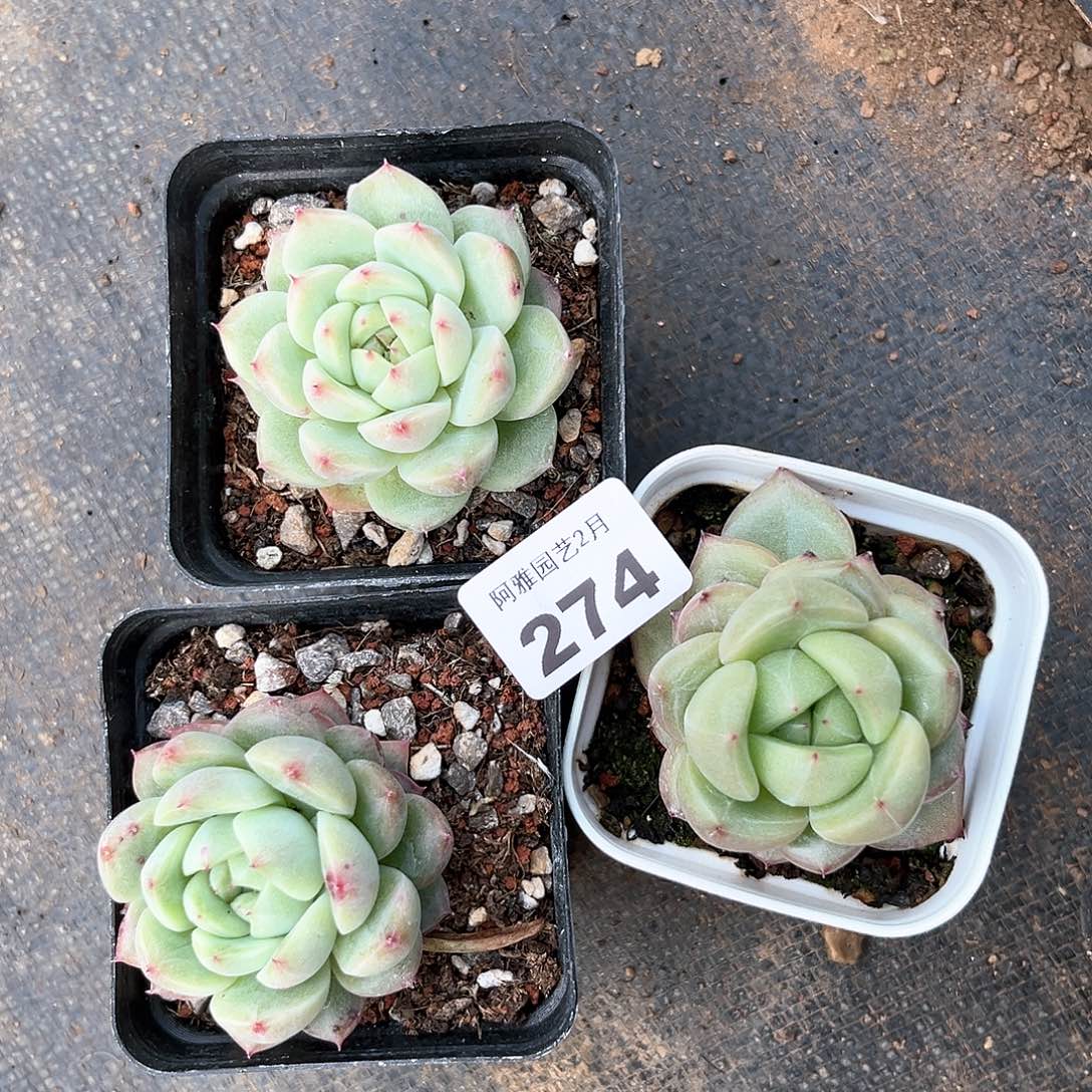 阿雅园艺。         274