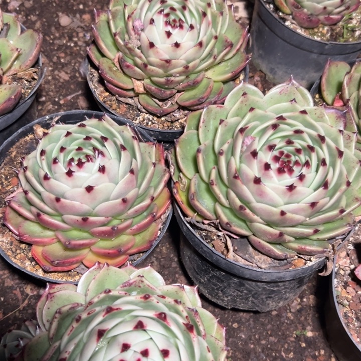 超级蓝龙随机发货