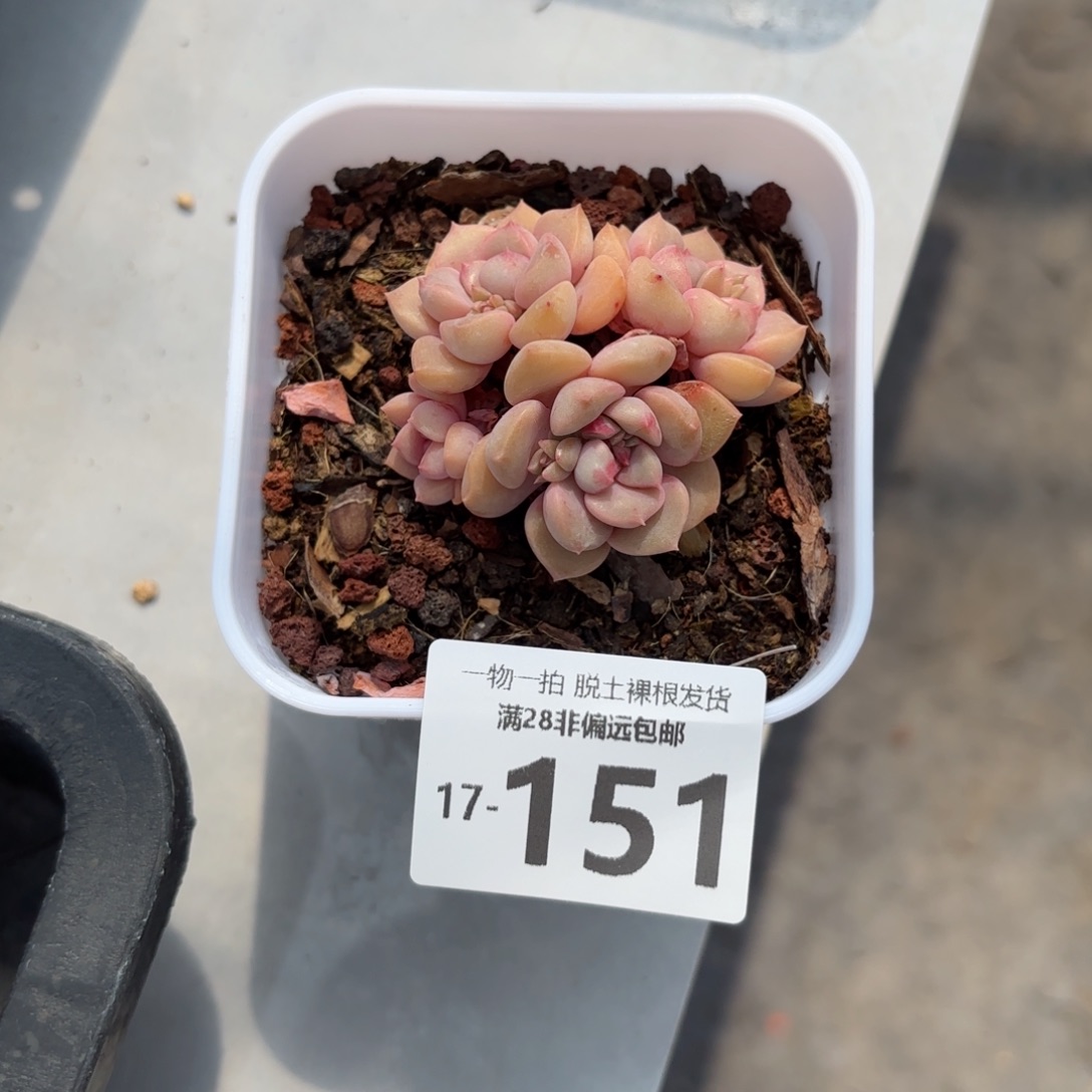 红粉佳人一物一拍