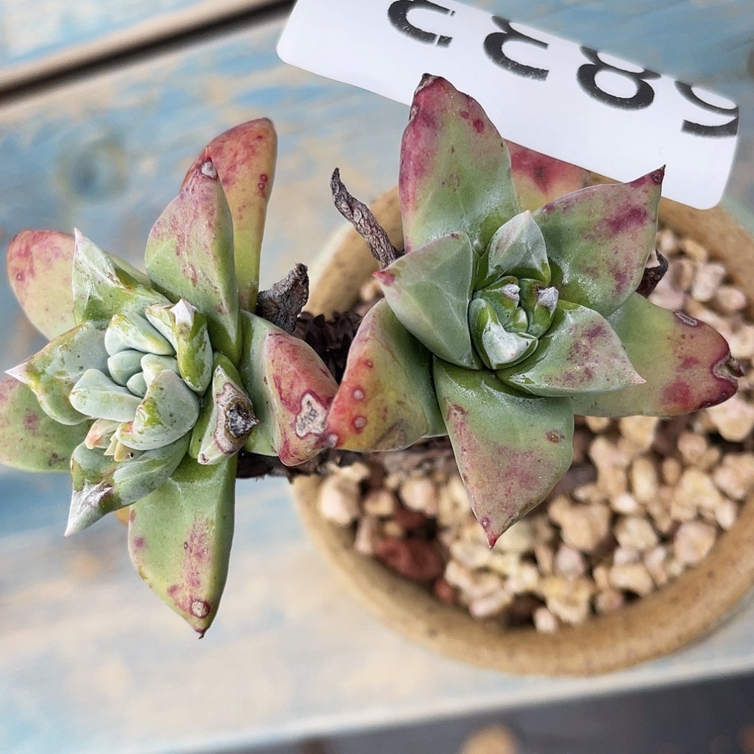 原产地苹果叶6833