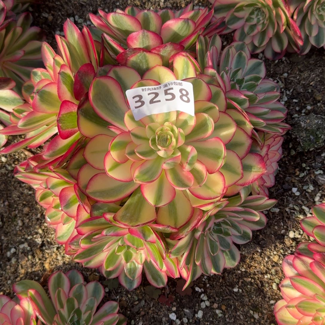3258荔枝多肉植物
