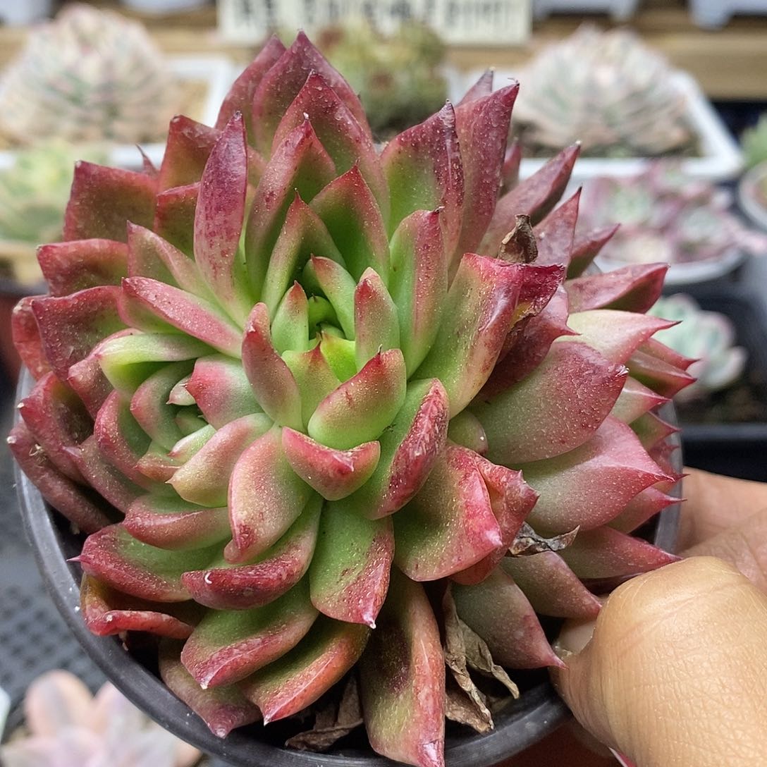 1255 不知名东云群