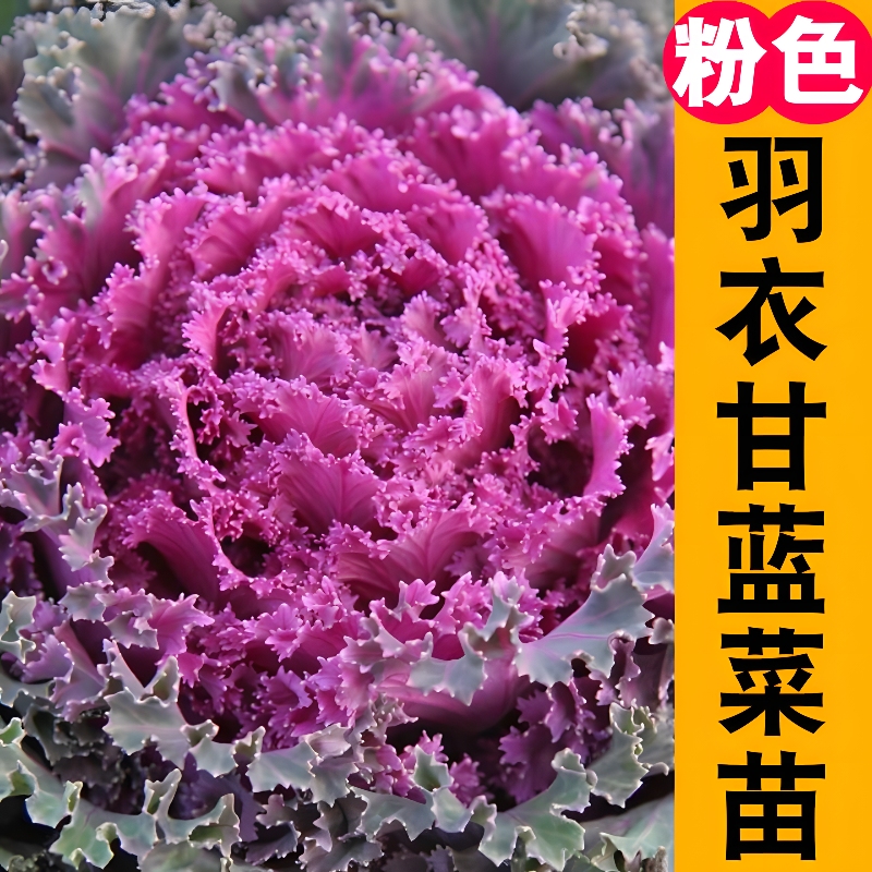 粉羽衣甘蓝苗秧 绿紫粉羽叶阳台盆栽大田四季蔬菜苗