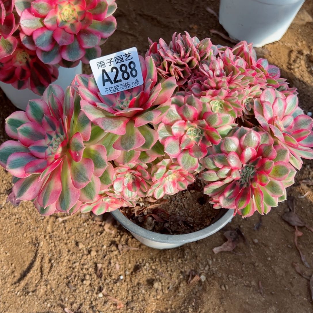 288倾城缀化尺寸20左右