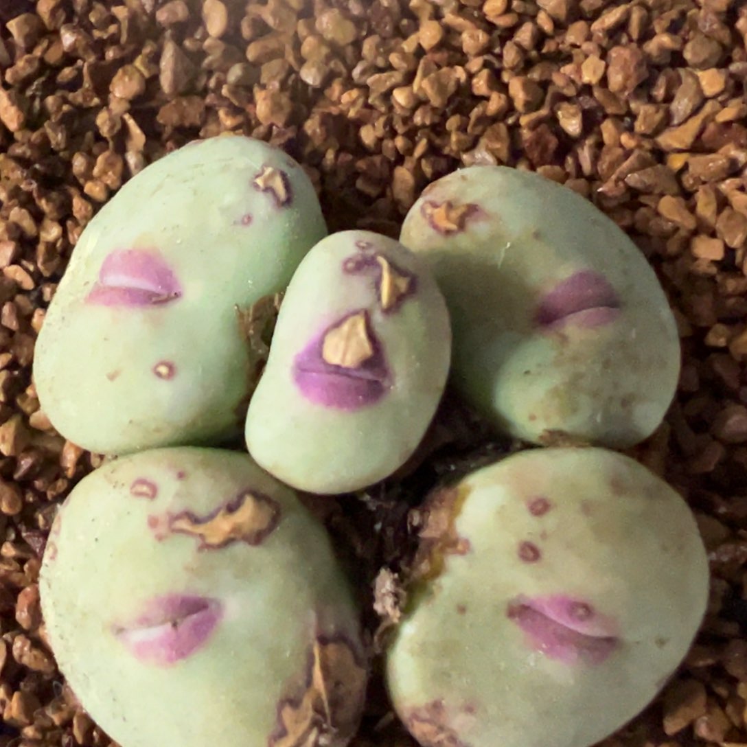 大型厚唇美嘴 肉锥植物