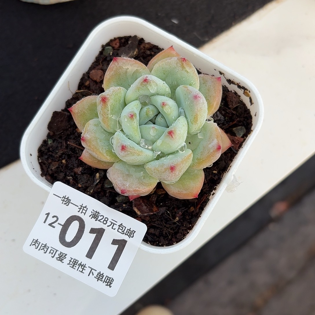 望舒无盆土发货无盆土发货无