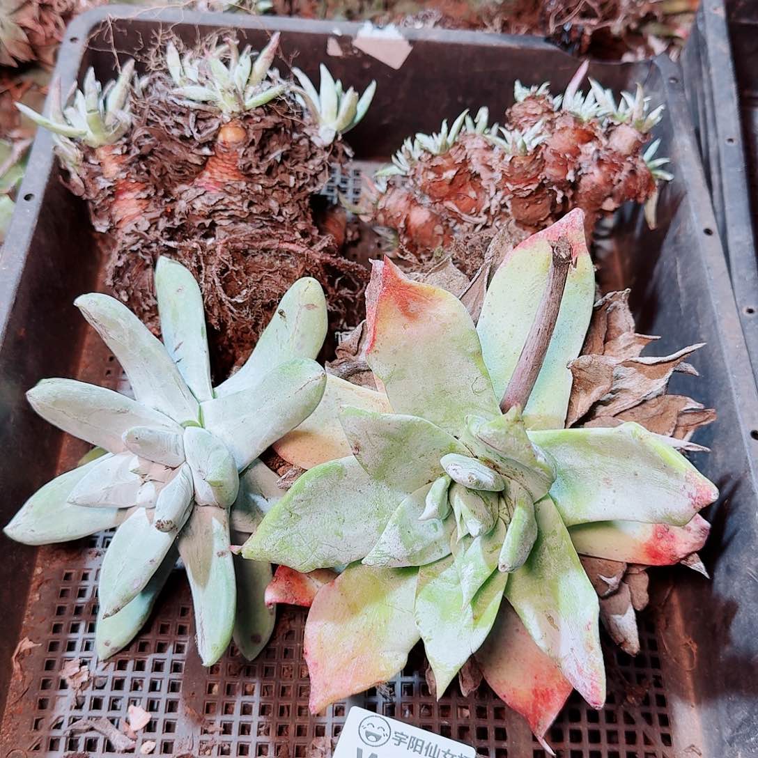 8566瑕疵框拍不售后