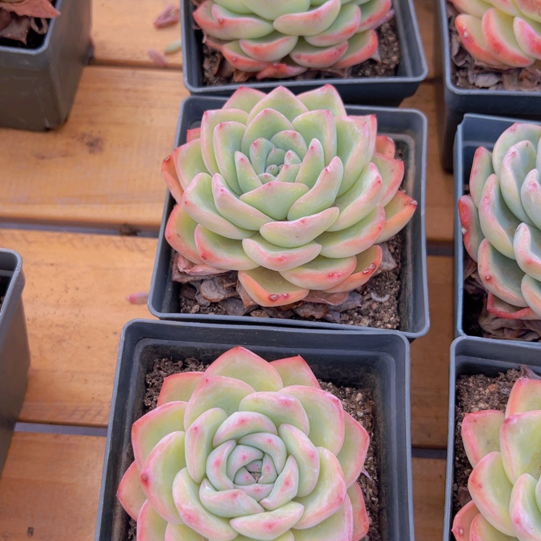 多肉植物奶油泡芙9.9