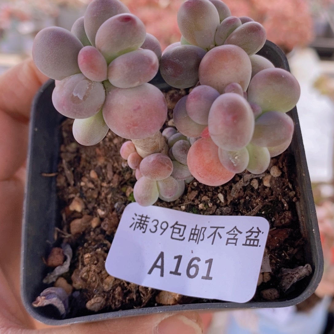 苹果奶一代5cm161多肉植物