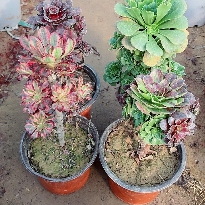 2***4四颗组合11111122222