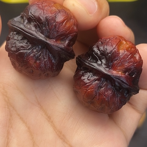 文玩核桃把件34尺云南核桃