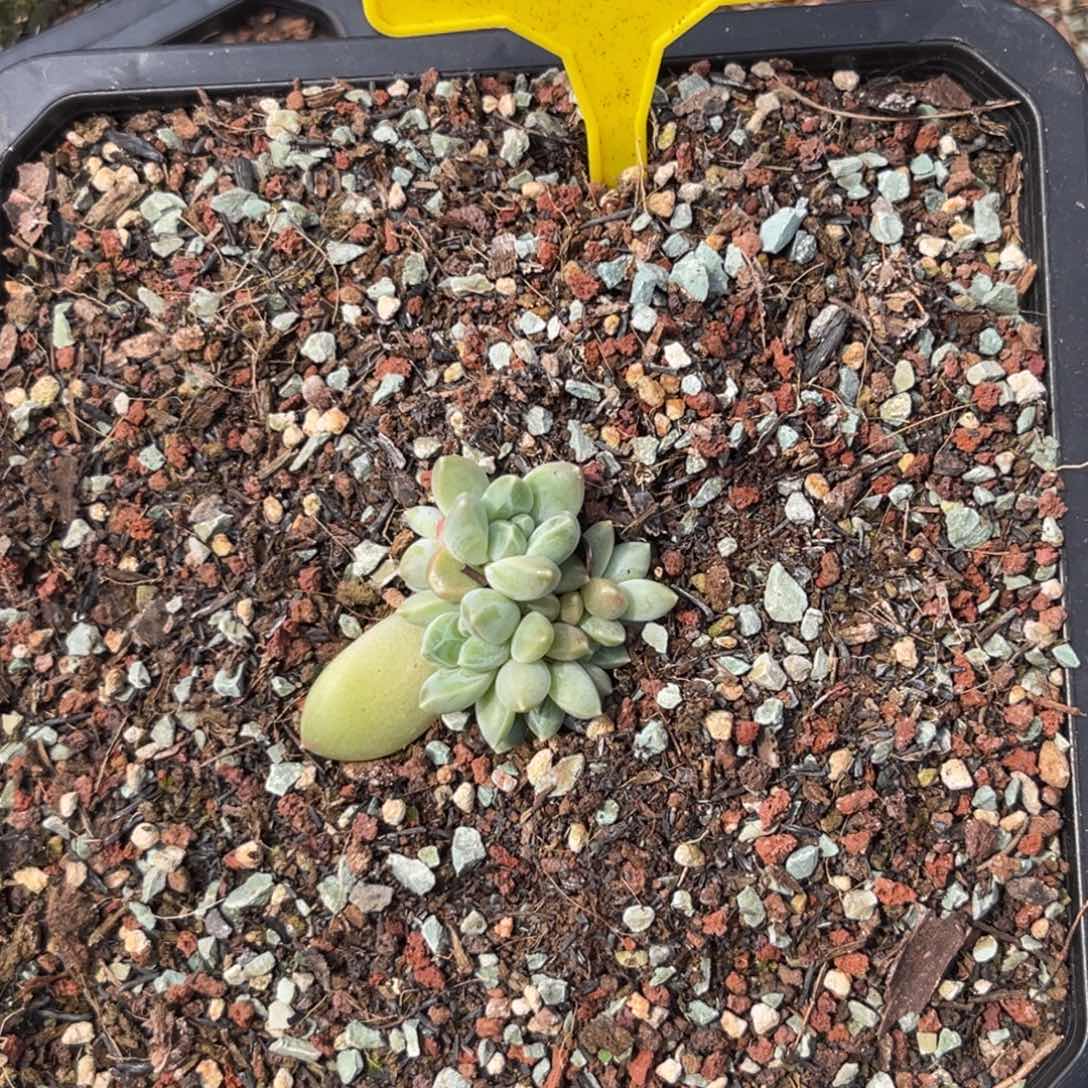 ￴****远多肉植物雨花石532