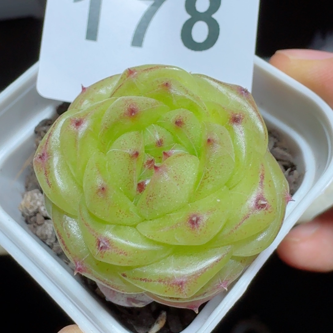 无双珍妮         精品多肉