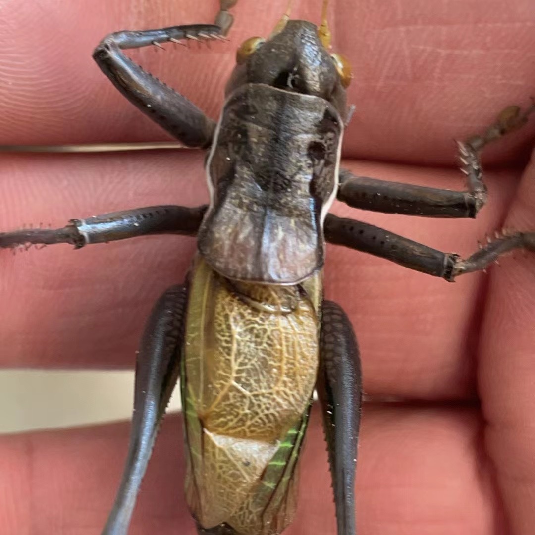 铁皮蝈蝈，绿蝈蝈，新脱蝈蝈，鸣虫，宠物