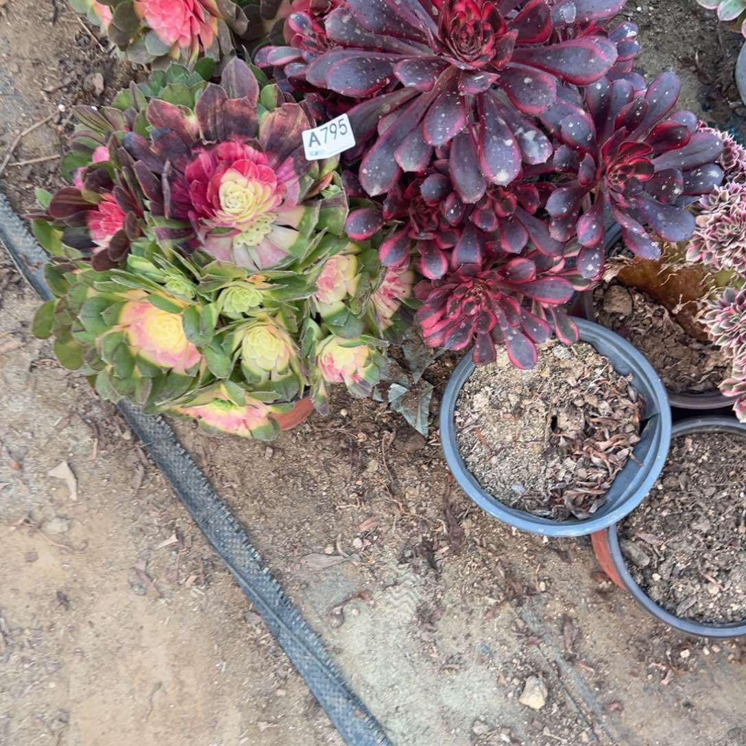 兰***草795两颗组合多肉植物法师多肉