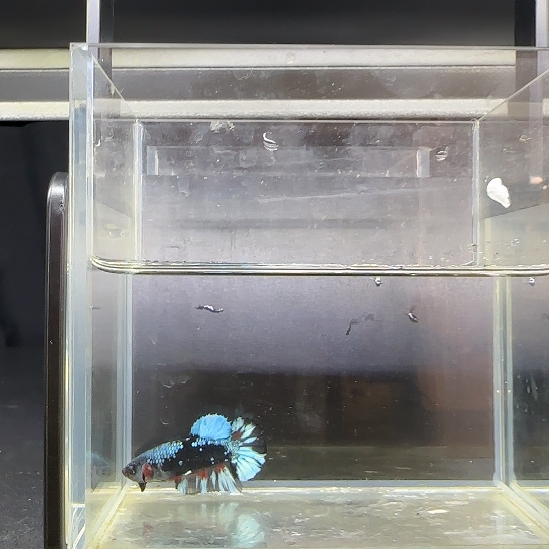 竞拍十二月十四号