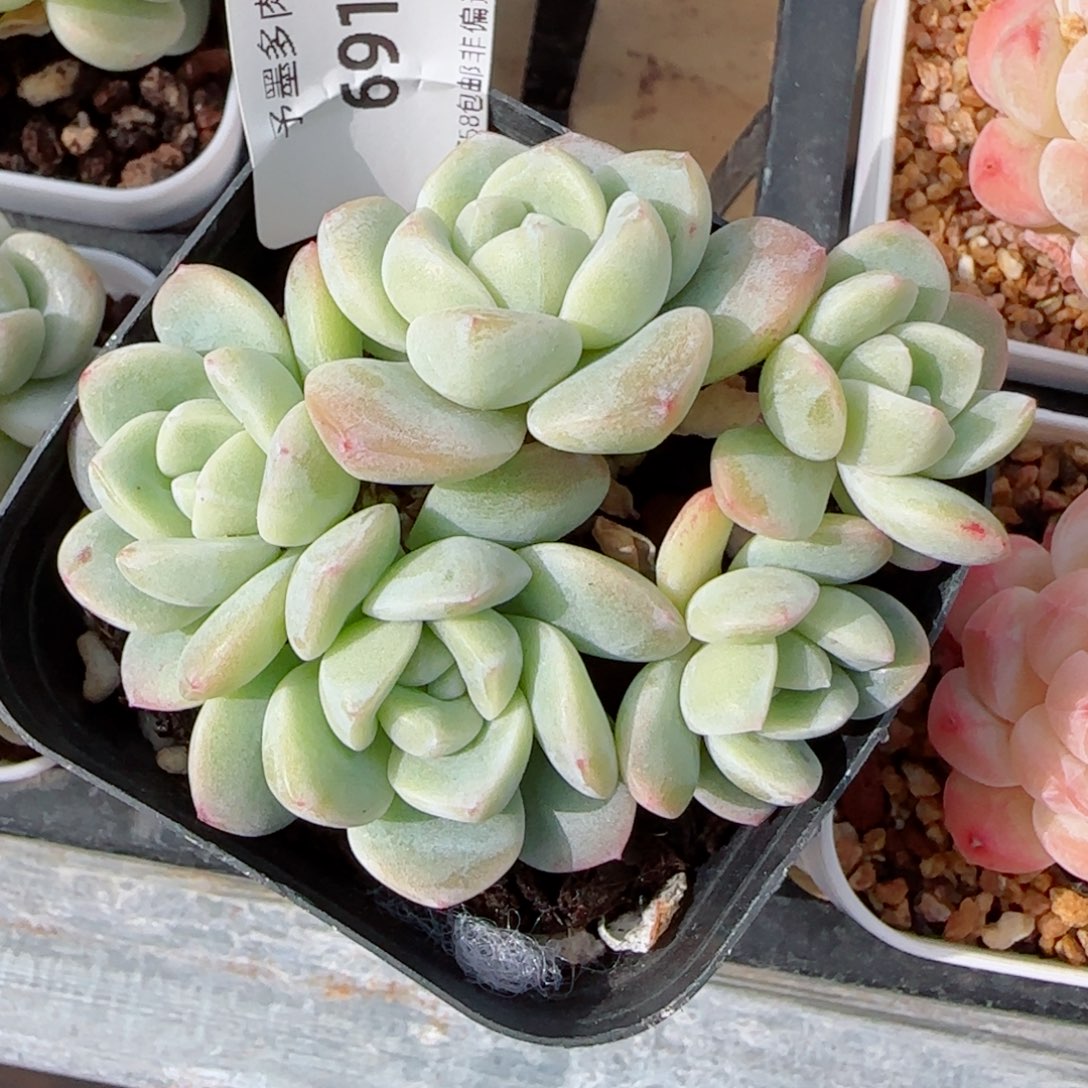 冰玉无砍，6913多肉植物