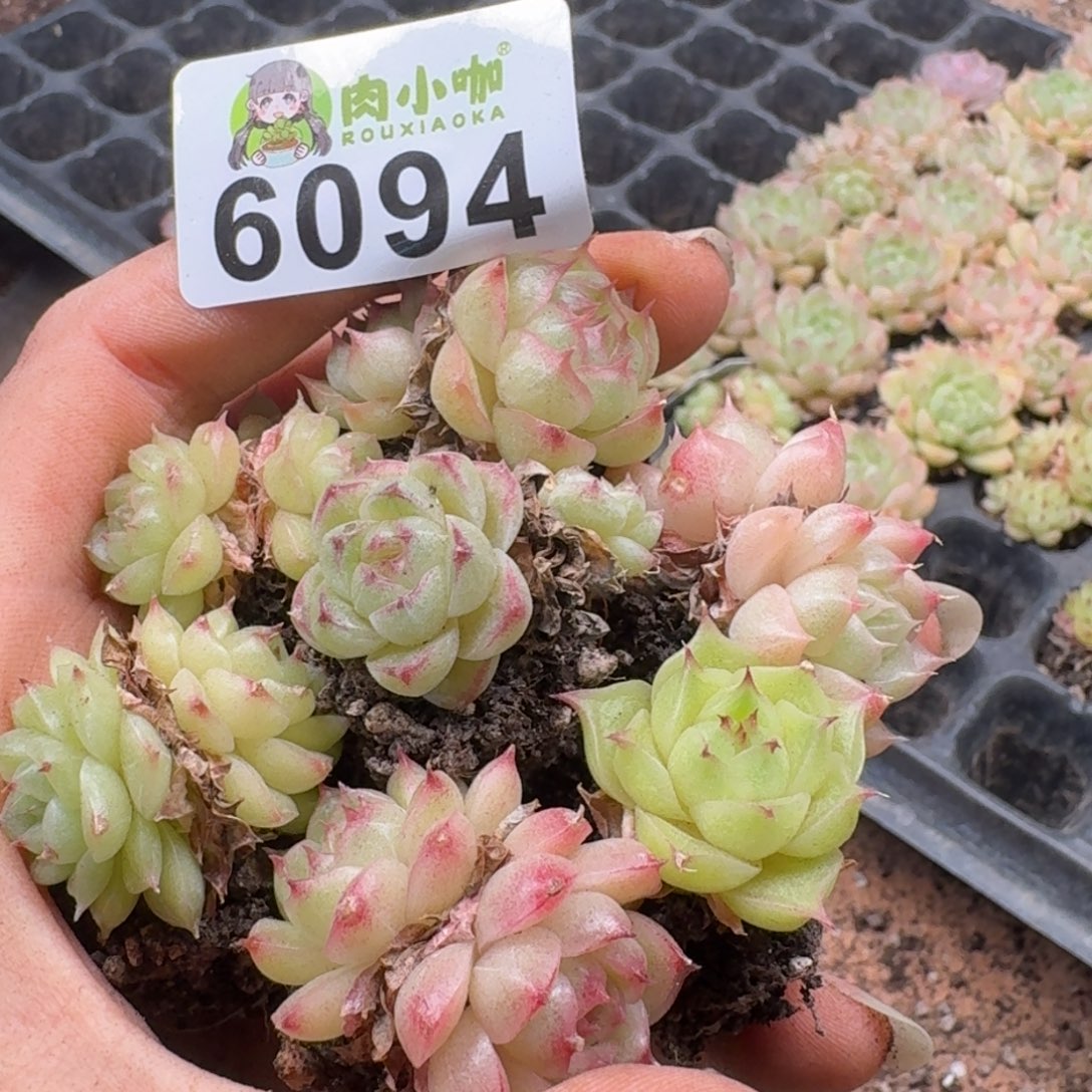 泡***x多肉植物多肉植物