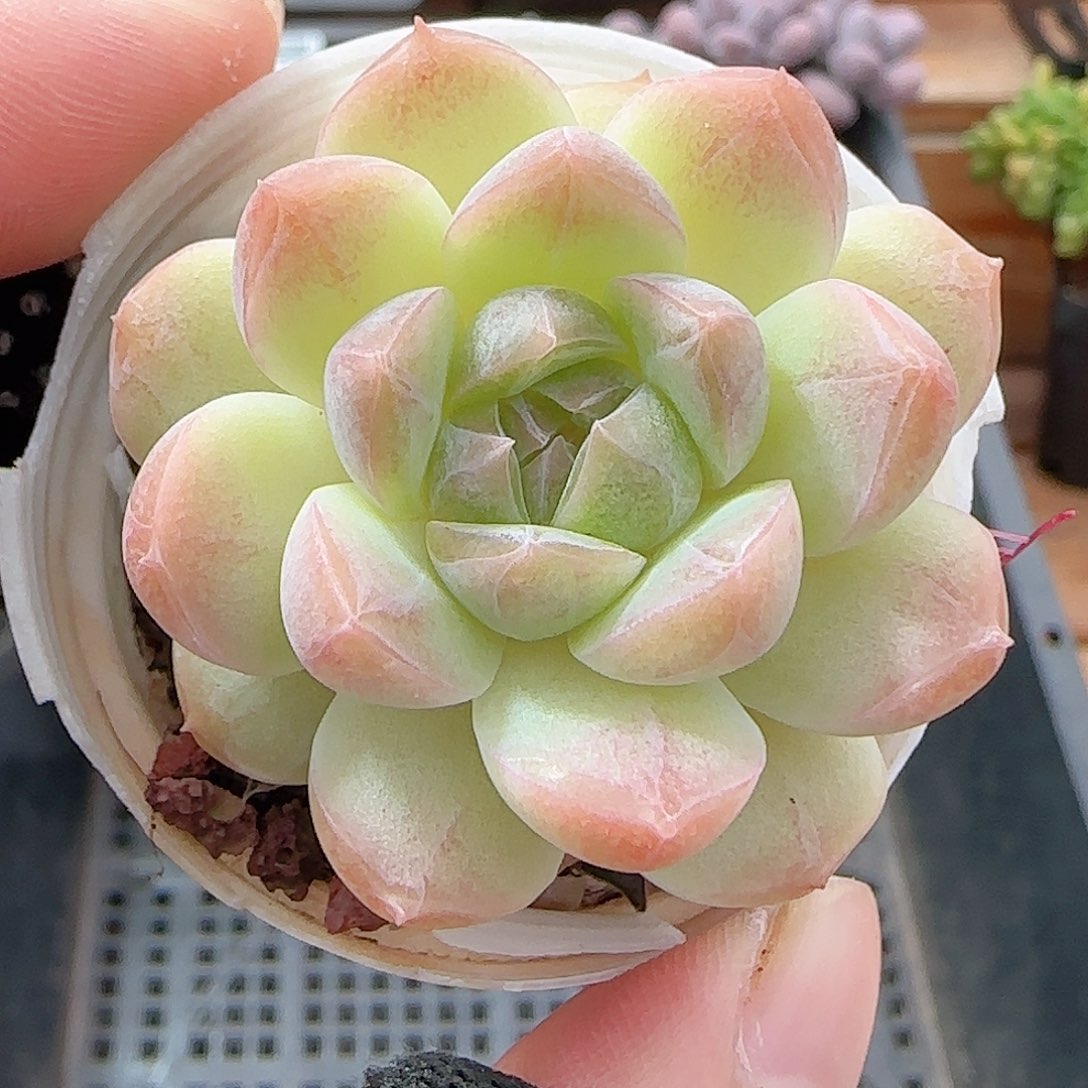 多肉0911-55白桃汽水