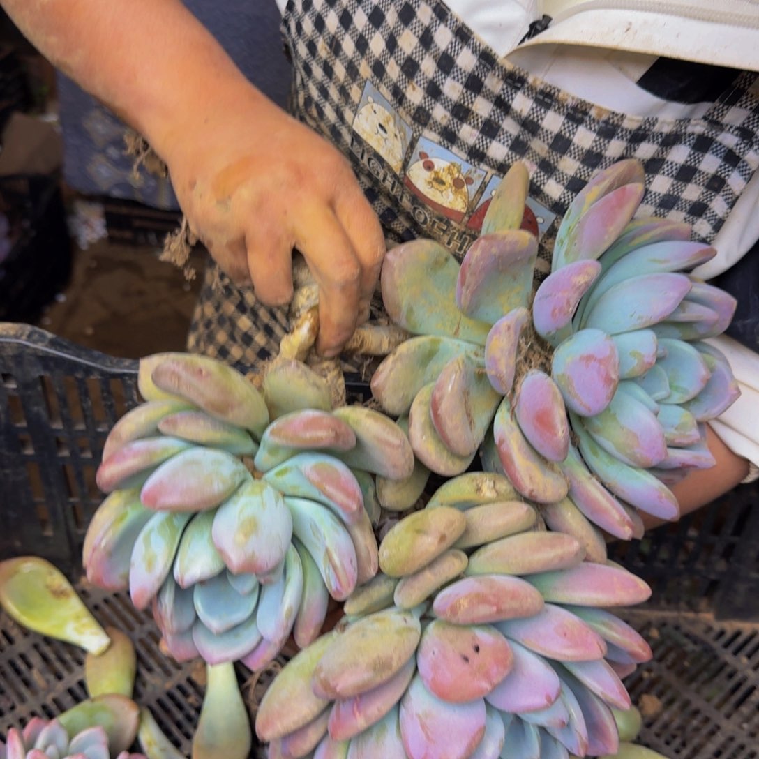 诺***米奥普 一颗 不包损122号