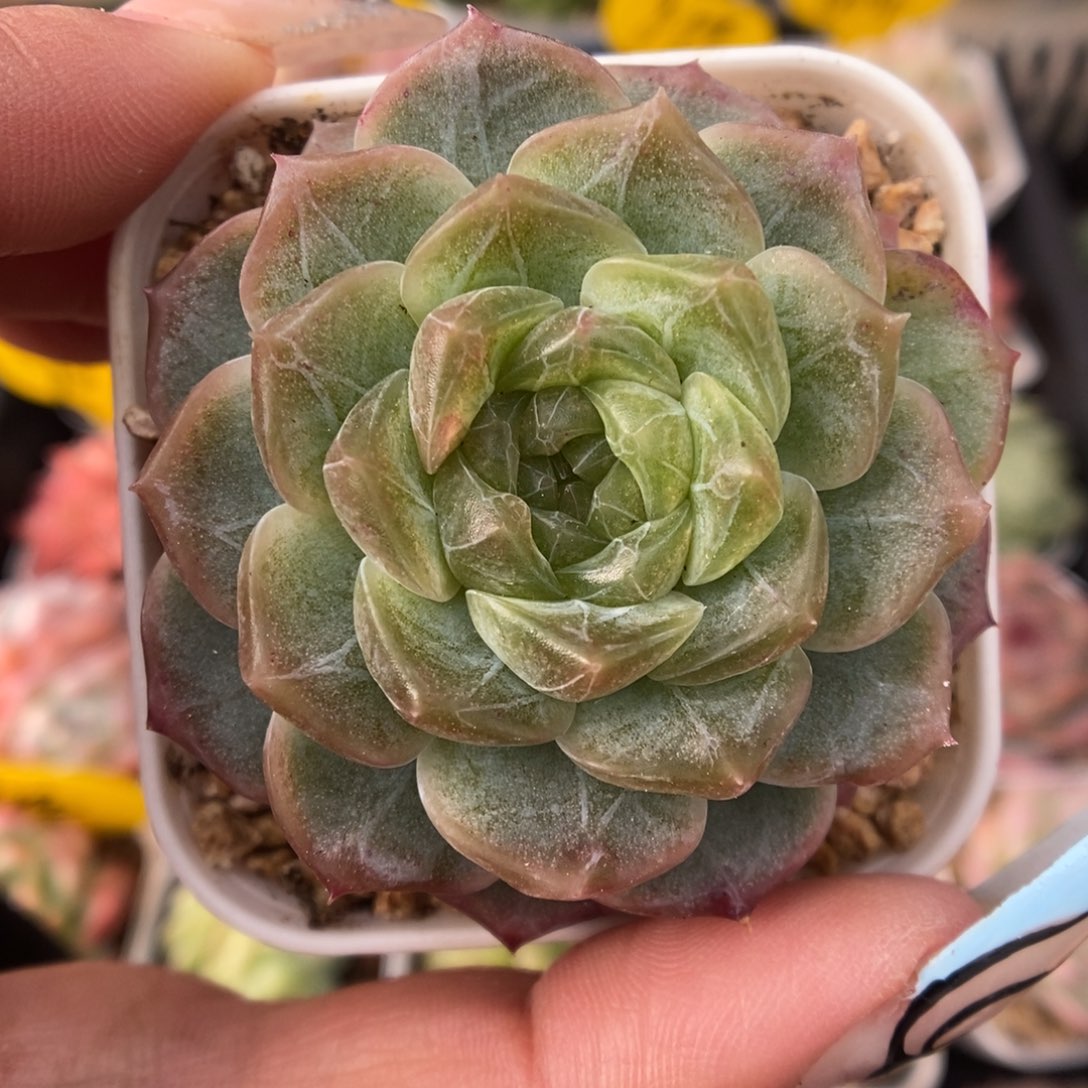 无尽灯可拍439号。  