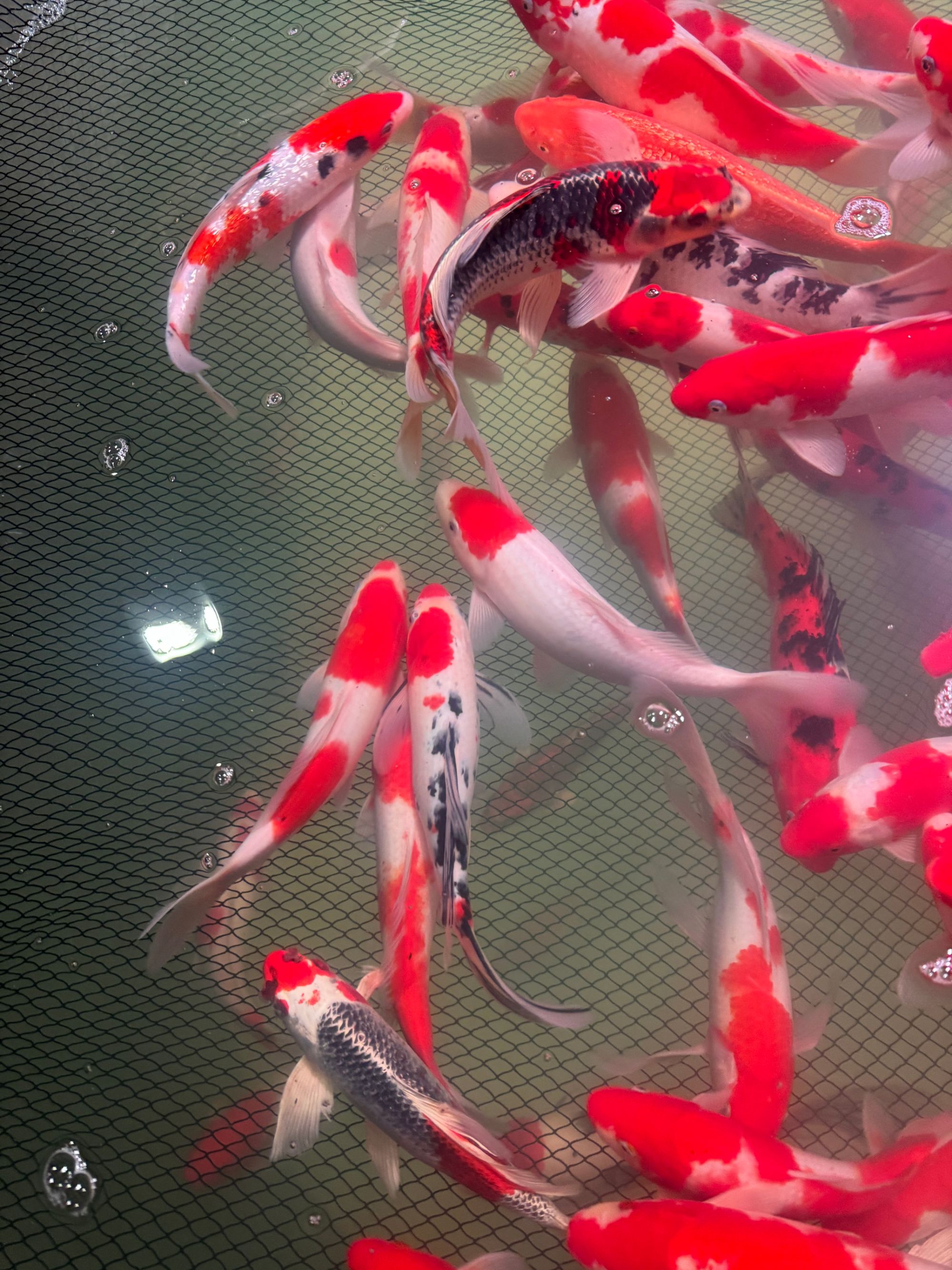 【包邮】红白大正孔雀鲤昭和芥子荷包鲤冷水观赏鱼好养耐活