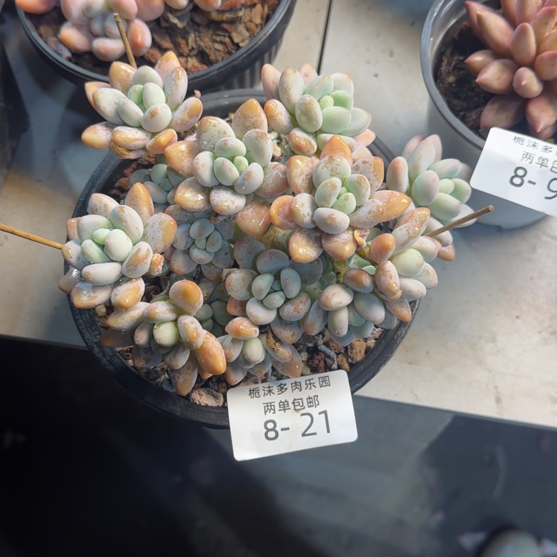 8-21红洛神多肉植物