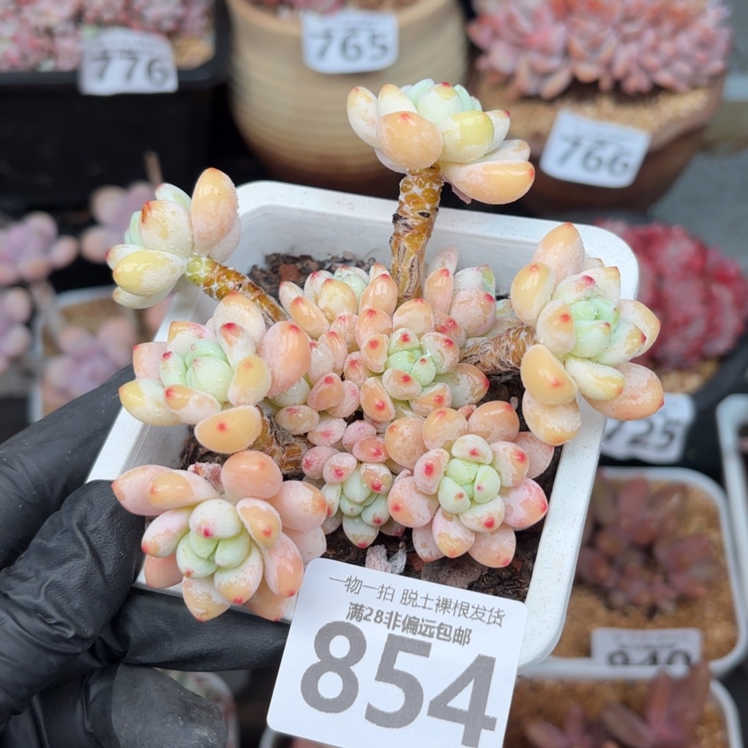 樱花罗绮无盆土发货