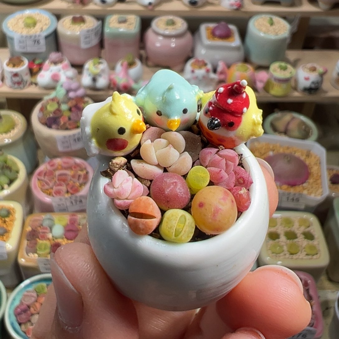 多肉植物215号拇指盆