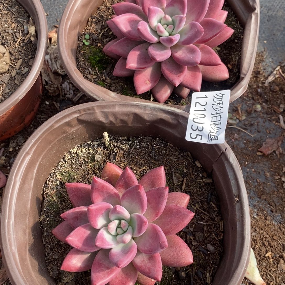 两单包邮1210-35赫菲2