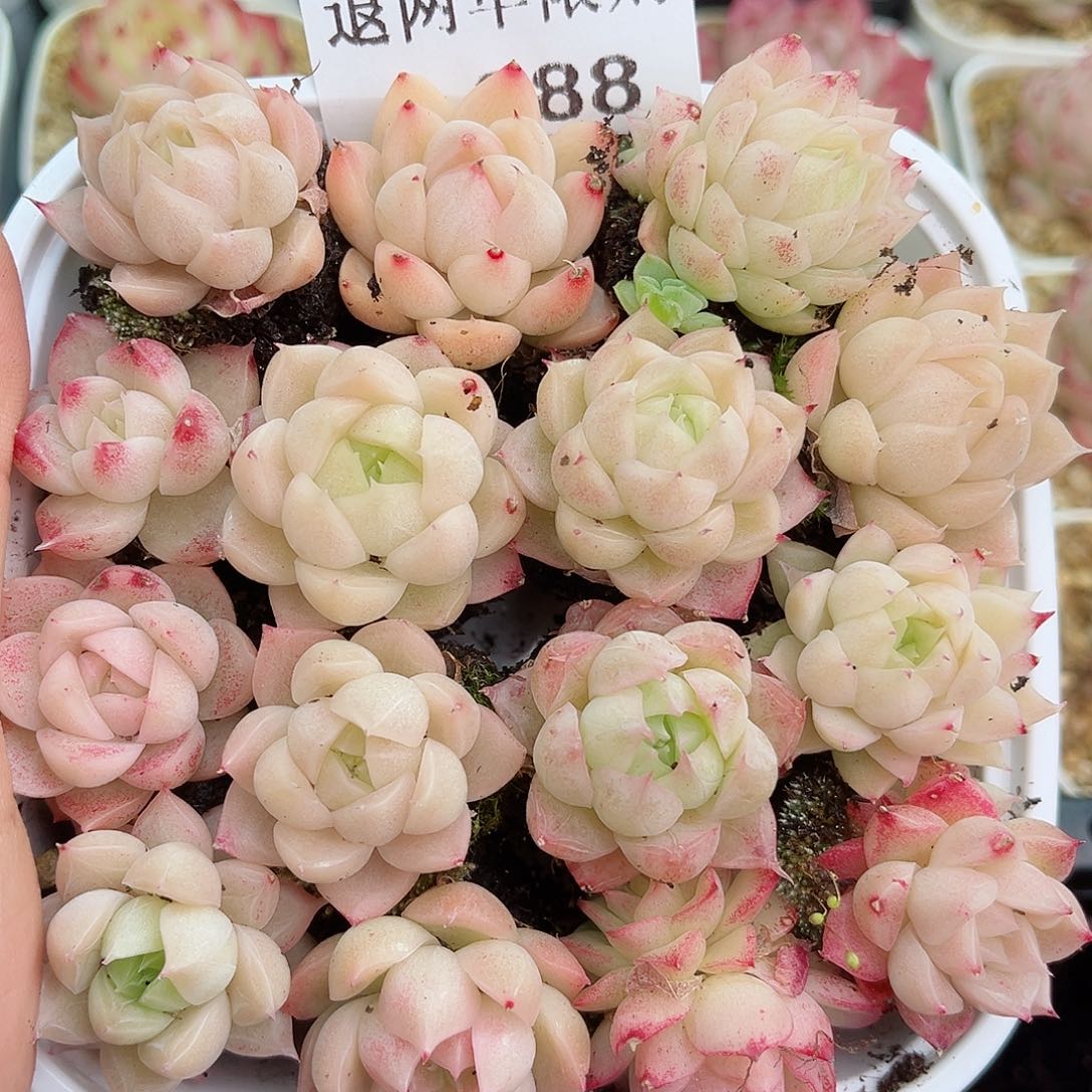 1-288新疆西藏内蒙不发12.8包邮2-3公分多肉