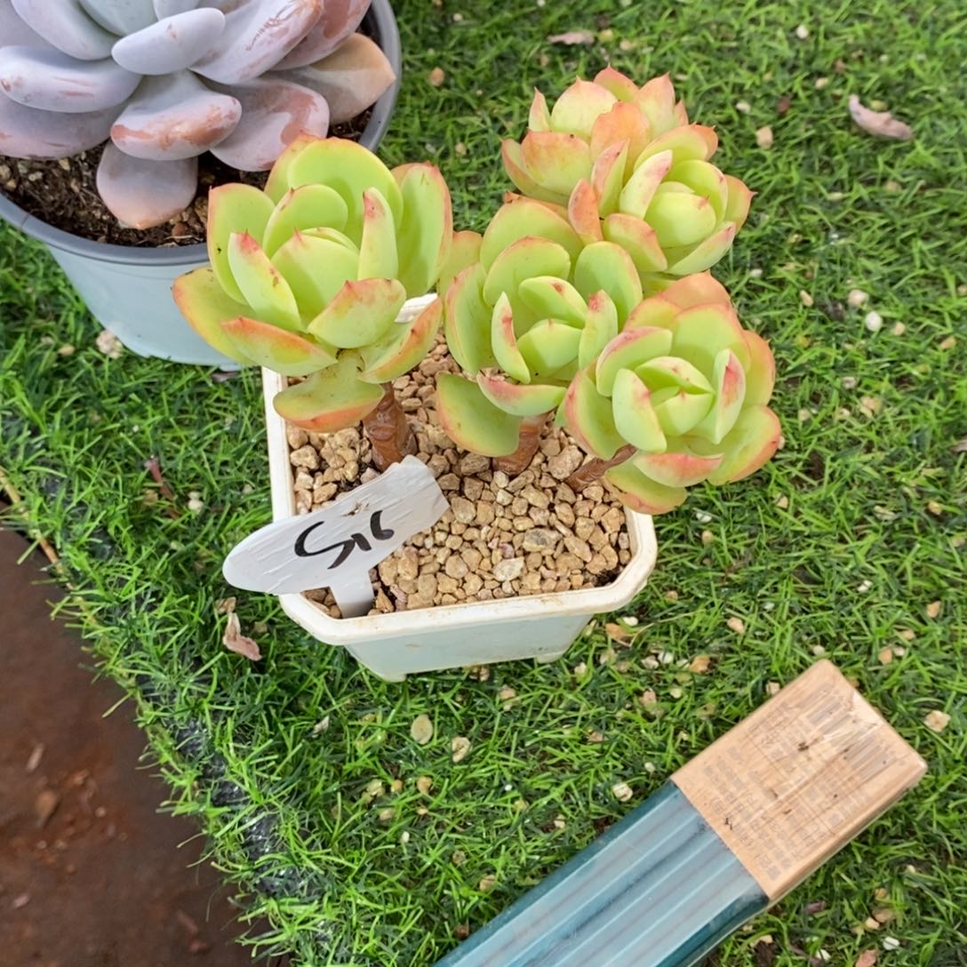 壮***壮碧桃群有砍多肉植物