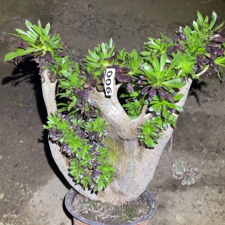 30厘米左右黑法师缀化006号