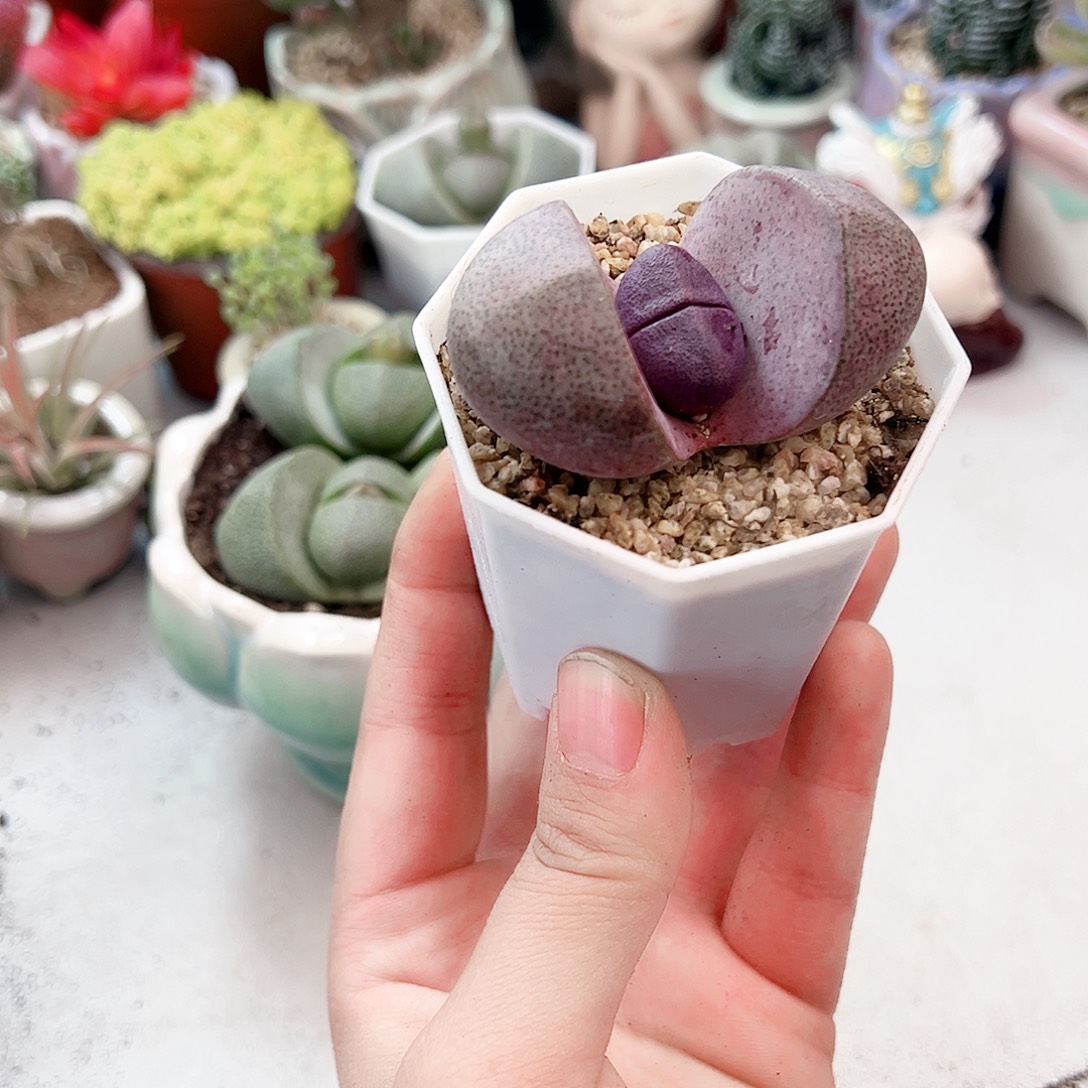 紫元宝多肉植物11111带八角