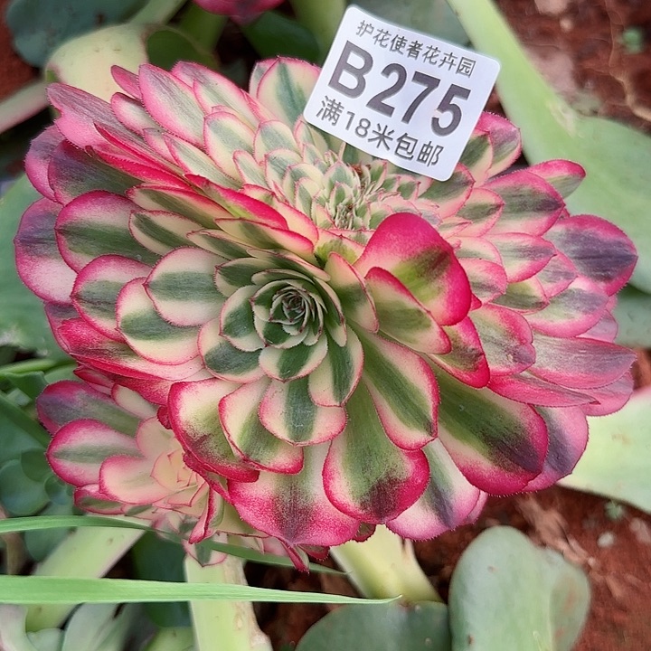 多肉法师荔枝朵朵