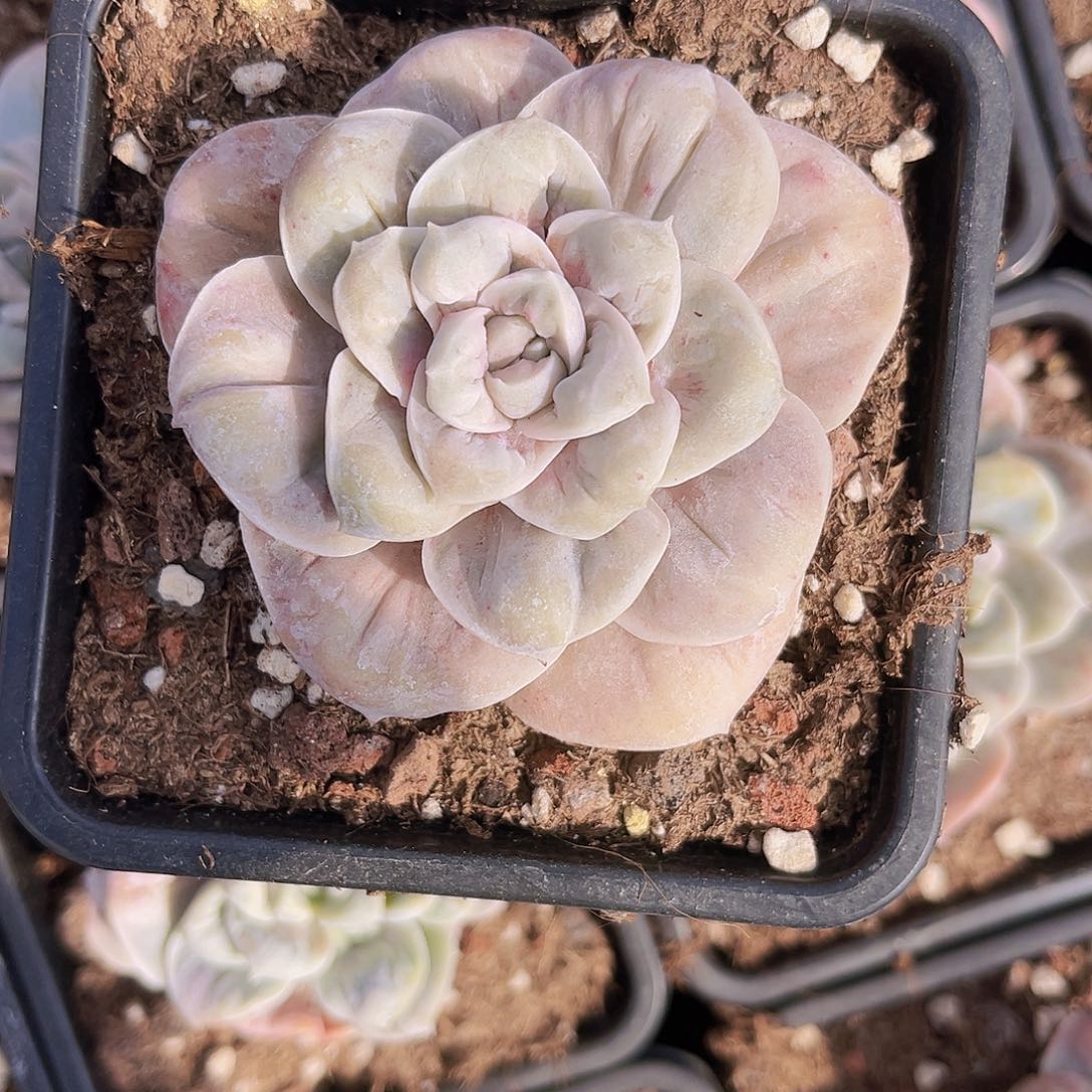 ****'微儿99999999999999