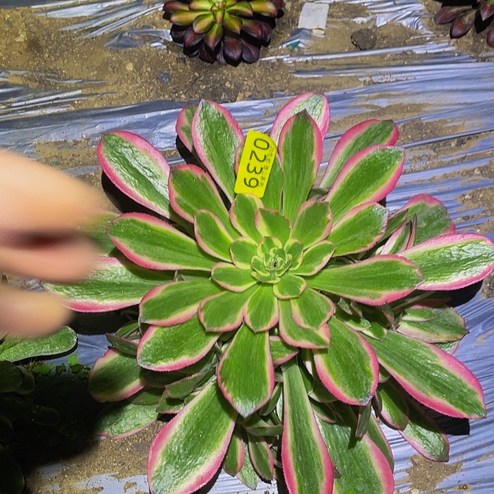 0239韶秀七彩扶轮黄锦多肉植物