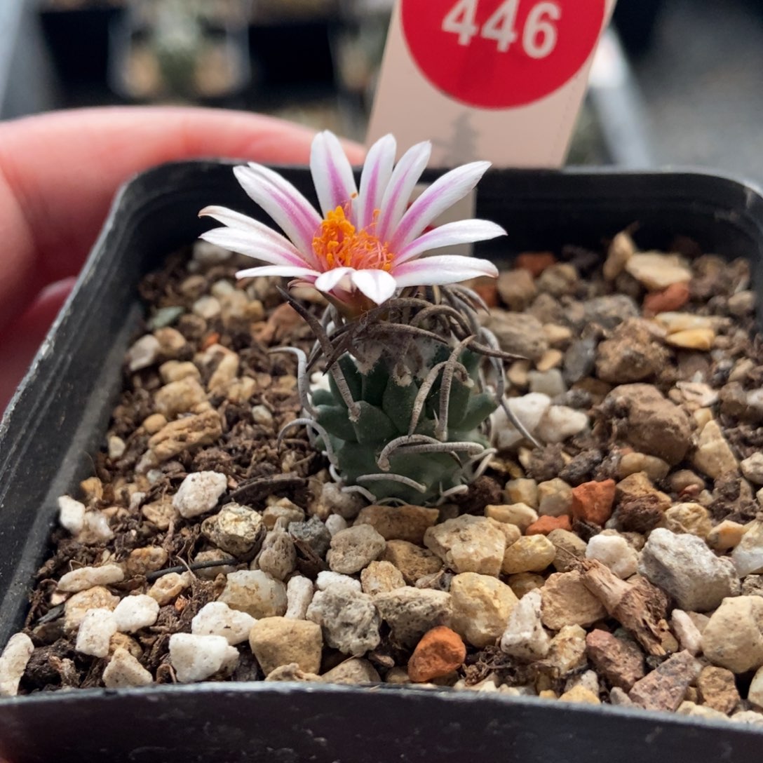 实生升龙丸娇丽1.8cm