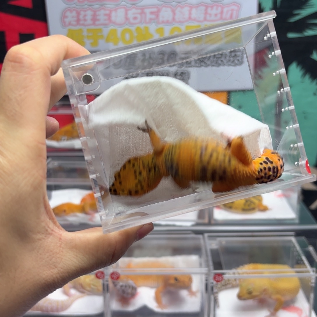 豹纹守宫血翡翠妹妹p23